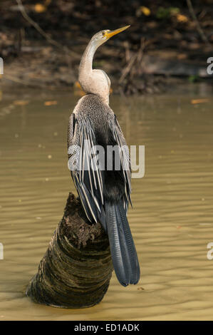 Kerala, Indien - Poovar. Snakebird im Feuchtgebiet Mangroven von Kanälen. Kerala, Indien - Poovar. Snakebird im Feuchtgebiet Mangroven des Kanals Stockfoto