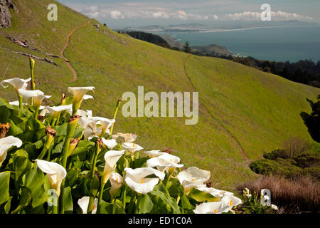 CA02600... Kalifornien - ein Büschel von Calla Lilien wachsen an den steilen Berghängen Rock Spring im Mount Tamalpais State Park. Stockfoto