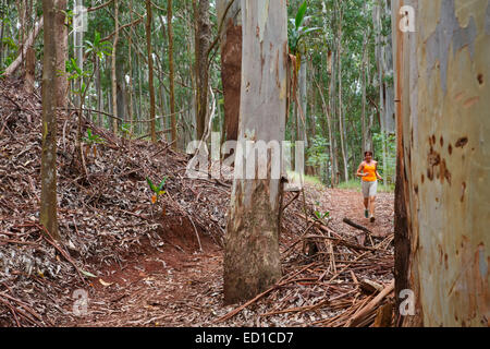 Wandern der Kahakapao LoopTrail, Makawao Waldreservat, Maui, Hawaii.  (Modell freigegeben) Stockfoto