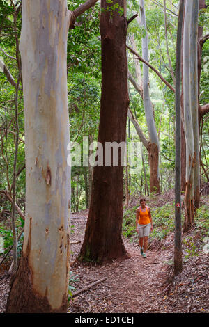 Wandern der Kahakapao LoopTrail, Makawao Waldreservat, Maui, Hawaii.  (Modell freigegeben) Stockfoto