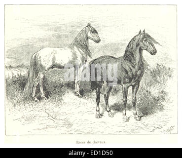 Diese Abbildung auf Seite 499 zeigt verschiedene Pferderennen und unterstreicht die Popularität des Reitsports. Das Bild zeigt verschiedene Pferderassen und Rennstile und unterstreicht die Bedeutung des Pferderennens im 19. Jahrhundert. Stockfoto
