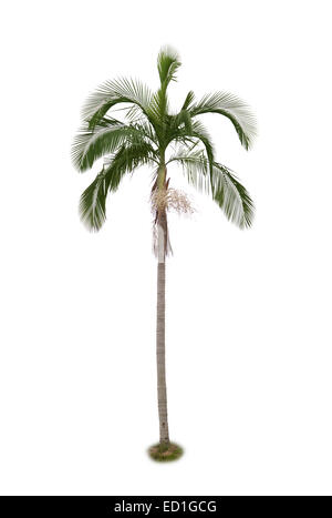 Palme, die isoliert auf weißem Hintergrund Stockfoto