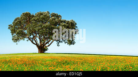 Einsamer Baum auf dem blühenden Feld vor blauem Himmelshintergrund