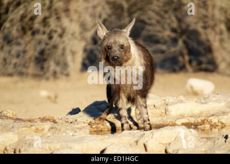 Braune Hyäne Parahyaena Brunnea trinken an einer Wasserstelle Kgalagadi Transfrontier National Park in Südafrika Stockfoto