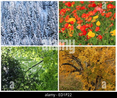 Vier Jahreszeiten Collage: Frühling, Sommer, Herbst, Winter Stockfoto