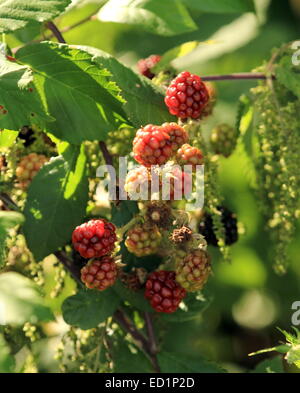 Nicht ausgereifte Blackberry Früchte wachsen auf Ast Stockfoto