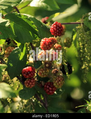 Nicht ausgereifte Blackberry Früchte wachsen auf Ast Stockfoto