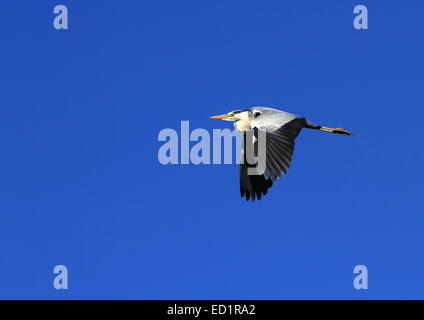 Großer Reiher fliegen über einem tiefblauen Himmel von sunrise Stockfoto