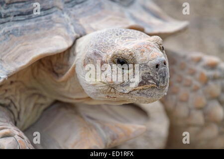 African angespornt Schildkröte (Geochelone Sulcata), auch genannt Sporn Oberschenkel, portrait Stockfoto