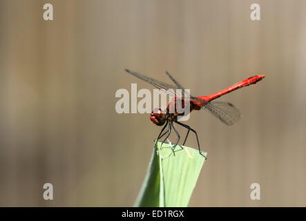 Rote Libelle, Sympetrum, ruht auf einem großen grünen Blatt Stockfoto