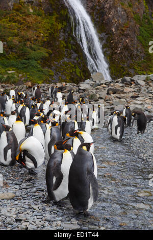 König Penguins (Aptenodytes Patagonicus), Hercules Bucht, Südgeorgien, Antarktis. Stockfoto