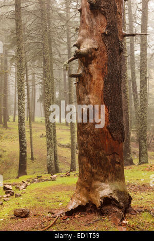 Zedernwald Baum im Nebel. Ifrane-Nationalpark. Mittleren Atlas. Fez. Marokko. Nordafrika. Afrika Stockfoto