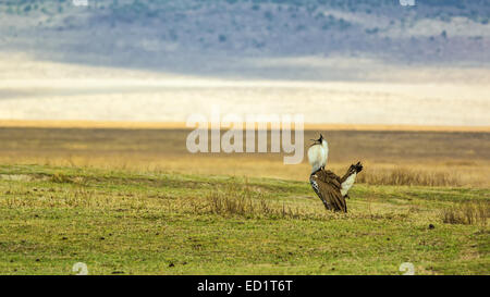 Männliche Kori Bustard (Ardeotis Kori) in der Paarung anzuzeigen, Ngorongoro Crater, Tansania Stockfoto