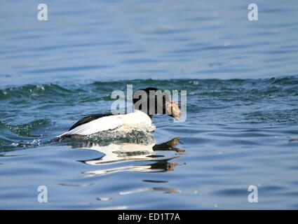 Männlichen Gänsesäger (Mergus Prototyp) hält ein Stück Brot im Schnabel beim Schwimmen am See, Genf, Schweiz Stockfoto