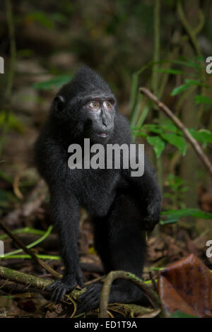 Ein Säugling von Sulawesi-Schwarzkammmakaken (Macaca nigra, Alter unbekannt), der sich auf dem Waldboden im Naturschutzgebiet Tangkoko, North Sulawesi, Indonesien, bewegt. Stockfoto