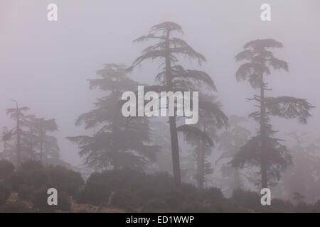 Zedernwald Baum im Nebel. Ifrane-Nationalpark. Mittleren Atlas. Fez. Marokko. Nordafrika. Afrika Stockfoto