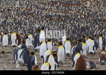 König Penguins (Aptenodytes Patagonicus), St. Andrews Bay, Südgeorgien, Antarktis. Stockfoto