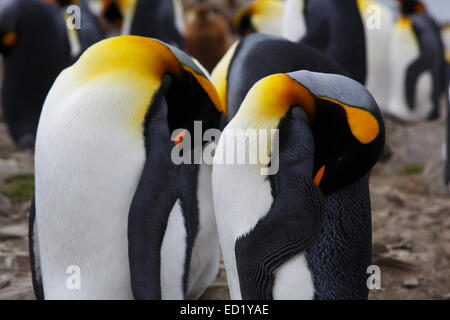 König Penguins (Aptenodytes Patagonicus), St. Andrews Bay, Südgeorgien, Antarktis. Stockfoto