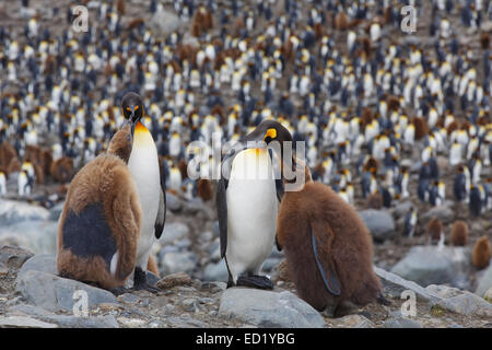 König Penguins (Aptenodytes Patagonicus), St. Andrews Bay, Südgeorgien, Antarktis. Stockfoto