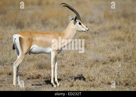 Grant es Gazelle (Gazella Granti) stehen auf der Ebene, Seitenansicht, Serengeti Nationalpark, Tansania. Stockfoto