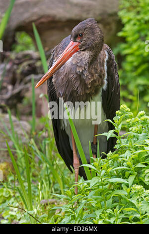 Schwarzstorch (Ciconia Nigra), Niedersachsen, Deutschland, Europa Stockfoto