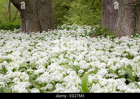 Blühenden Bärlauch (Allium Ursinum, Putbus, Rügen, Deutschland, Europa Stockfoto