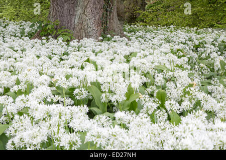 Blühenden Bärlauch (Allium Ursinum, Putbus, Rügen, Deutschland, Europa Stockfoto