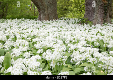 Blühenden Bärlauch (Allium Ursinum, Putbus, Rügen, Deutschland, Europa Stockfoto