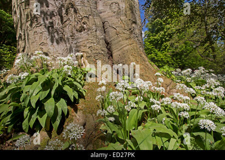 Blühenden Bärlauch (Allium Ursinum, Putbus, Rügen, Deutschland, Europa Stockfoto