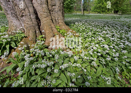 Blühenden Bärlauch (Allium Ursinum, Putbus, Rügen, Deutschland, Europa Stockfoto