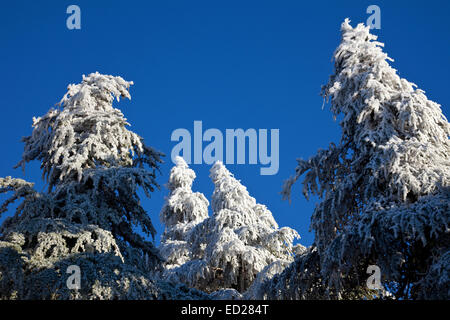 Baum Zedernwald. Tazekka Nationalpark. Ostern mittleren Atlas. Marokko. Nordafrika. Afrika Stockfoto