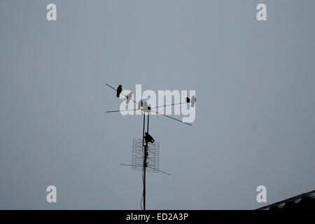 schwarze Kontur der Stadt Krähe auf Metallantenne oben auf dem Dach sitzen. Stockfoto