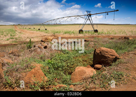 Mauritius, Albion, Landwirtschaft, Tal lineare Ernte Bewässerung Maschine in neu gepflanzten Zuckerrohrfeld Stockfoto