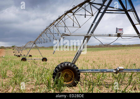 Mauritius, Albion, Landwirtschaft, Tal lineare Ernte Bewässerung Maschine in neu gepflanzten Zuckerrohrfeld Stockfoto