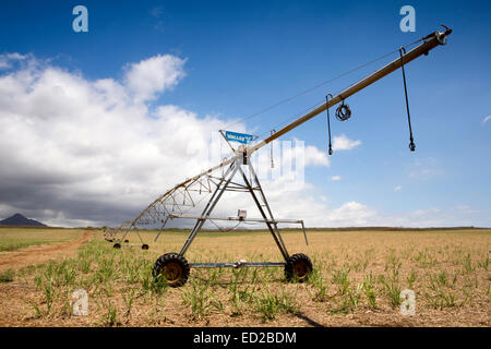 Mauritius, Albion, Landwirtschaft, Tal lineare Ernte Bewässerung Maschine in neu gepflanzten Zuckerrohrfeld Stockfoto