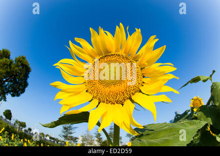 Sonnenblumen gegen den blauen Himmel Stockfoto