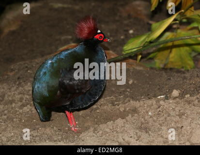 Männlichen Crested Rebhuhn oder Roul-Roul (Rollulus Rouloul), alias rot-gekrönter Holz Rebhuhn oder Southeast Asian Green Wood Wachtel Stockfoto