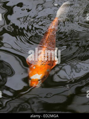 Orange-weiße japanische Koi-Karpfen schwimmen in der Nähe der Oberfläche des Wassers, Stockfoto