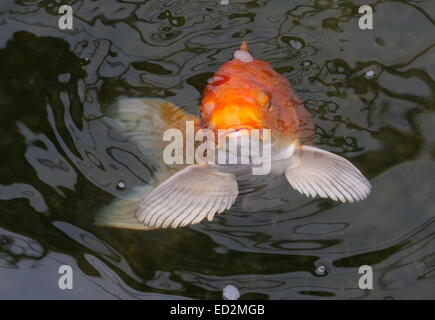 Orange-weiße japanische Koi-Karpfen kommen auf der Oberfläche des Wassers Stockfoto