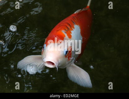 Orange-weiße japanische Koi-Karpfen mit blauen Lidern kommen auf der Oberfläche des Wassers, Mund offen Stockfoto