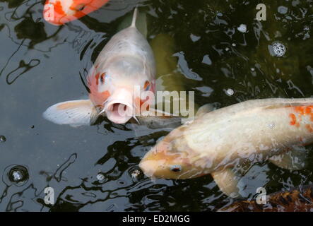 Orange-weiße japanische Koi-Karpfen kommen auf der Oberfläche des Wassers, offenem Mund zu schleppen Stockfoto