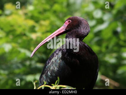 Nahaufnahme der Puna Ibis (Plegadis Ridgwayi) in einem Baum Stockfoto
