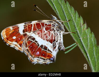 Weiblichen europäischen Karte Schmetterling (Araschnia Levana) Hinterlegung ihrer grünen Eiern auf einem Blatt der Pflanze Stockfoto