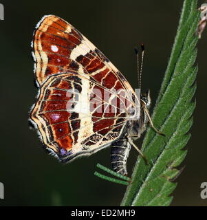 Weiblichen europäischen Karte Schmetterling (Araschnia Levana) Hinterlegung ihrer grünen Eiern auf einem Blatt der Pflanze Stockfoto