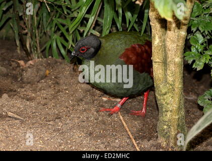 Weibliche Crested Rebhuhn oder Roul-Roul (Rollulus Rouloul), alias rot-gekrönter Holz Rebhuhn oder Southeast Asian Green Wood Wachtel Stockfoto