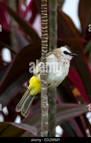 Gelb-entlüftet Bulbul thront auf einem Ast. Stockfoto