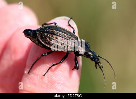 Europäische granuliert Carabid Käfer (Carabus Granulatus) posiert auf meinem finger Stockfoto