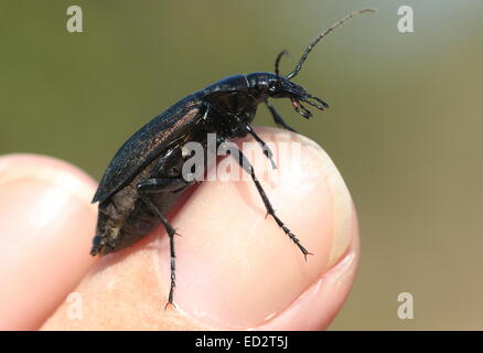 Europäische granuliert Carabid Käfer (Carabus Granulatus) posiert auf meinem finger Stockfoto