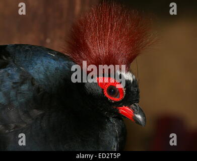 Männlichen Crested Rebhuhn oder Roul-Roul (Rollulus Rouloul), alias rot-gekrönter Holz Rebhuhn oder Southeast Asian Green Wood Wachtel Stockfoto