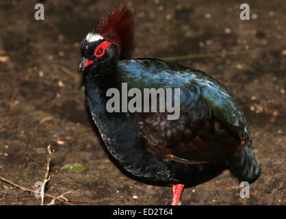 Männlichen Crested Rebhuhn oder Roul-Roul (Rollulus Rouloul), alias rot-gekrönter Holz Rebhuhn oder Southeast Asian Green Wood Wachtel Stockfoto